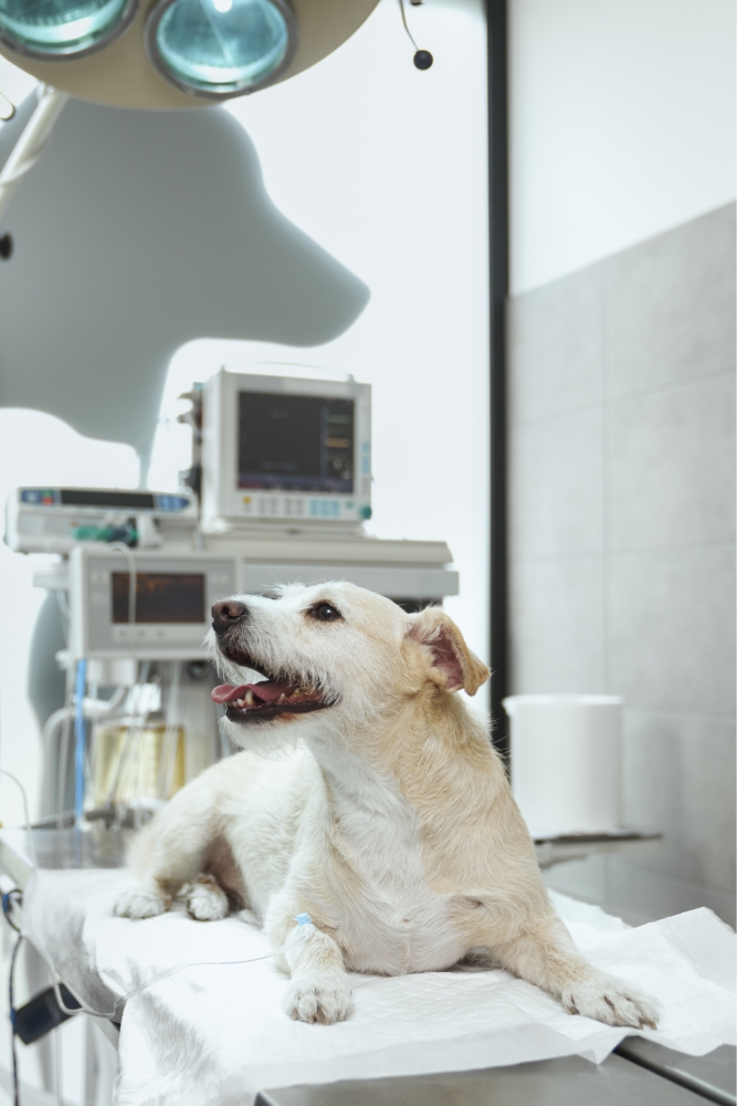 Vets4pets Case Study Card Img
